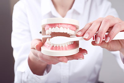 A person holding a model of human teeth, with the focus on dental care or oral health education.